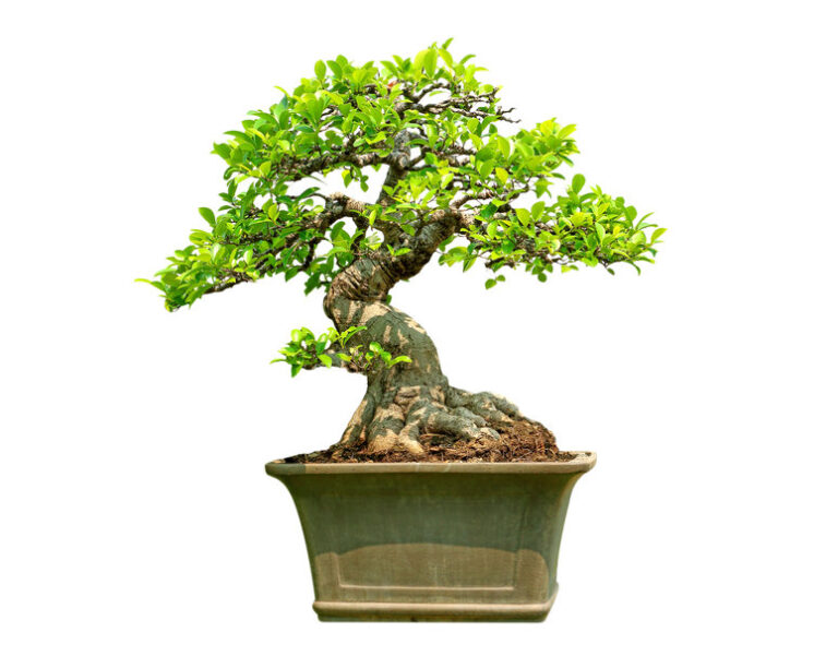 ficus bonsai tree how to take care of a bonsai tree plant care