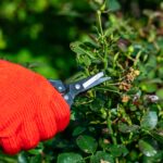 dog rose pruning