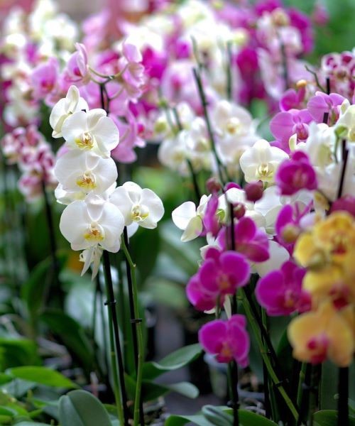 Garden fertilizers
