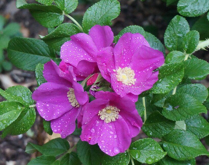 rosa rugosa