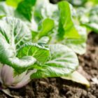 pak choi
