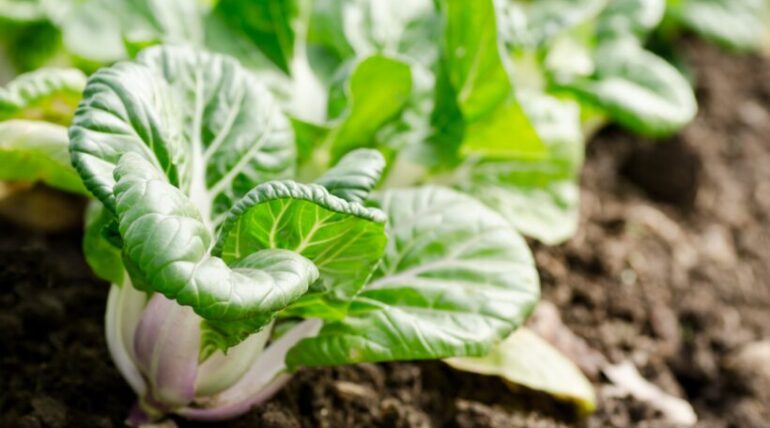 pak choi
