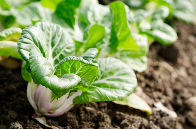 pak choi
