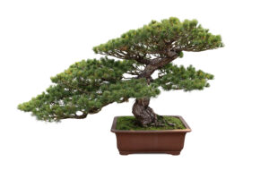pine bonsai