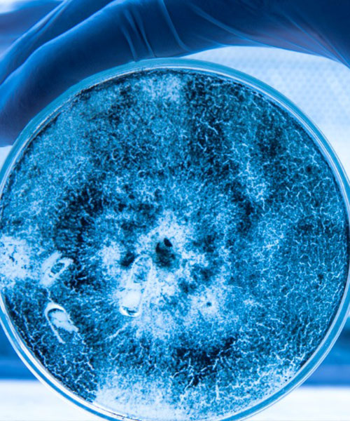 Mycorrhizal fungi products