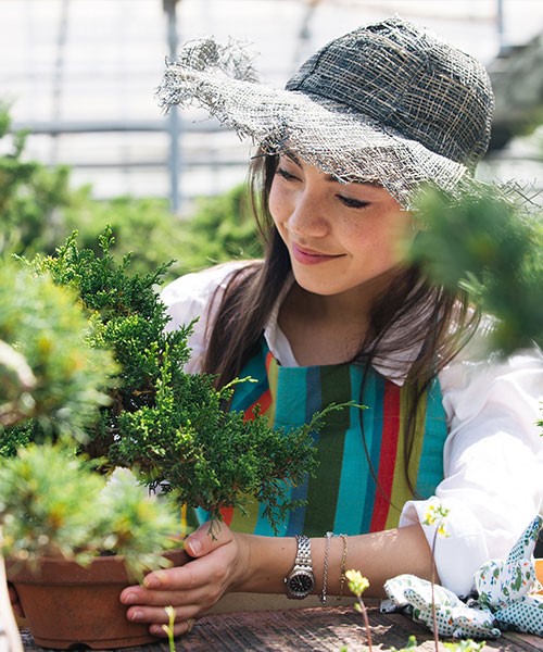 Bonsai care products