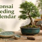 bonsai fertilising calendar