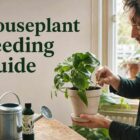 houseplant fertiliser guide