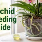 orchid fertiliser guide