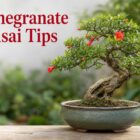pomegranate tree bonsai