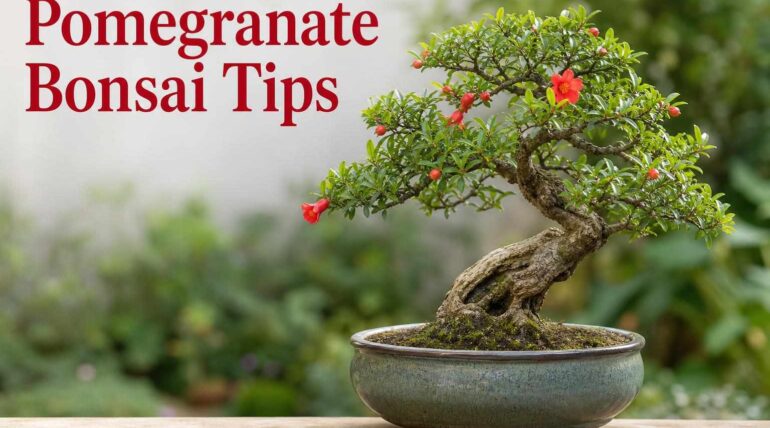 pomegranate tree bonsai